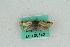  ( - ZMBN BC Lep 00142)  @12 [ ] CreativeCommons - Attribution Non-Commercial Share-Alike (2016) University of Bergen Natural History Collections