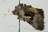  ( - ZMBN BC Lep 00149)  @12 [ ] CreativeCommons - Attribution Non-Commercial Share-Alike (2017) University of Bergen Natural History Collections