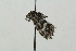  ( - ZMBN BC Lep 00151)  @13 [ ] CreativeCommons - Attribution Non-Commercial Share-Alike (2017) University of Bergen Natural History Collections