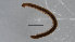  ( - ZMBN_Ent_C_19119)  @11 [ ] CreativeCommons - Attribution Non-Commercial Share-Alike (2020) University of Bergen Natural History Collections