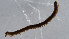  ( - ZMBN_Ent_C_19151)  @11 [ ] CreativeCommons - Attribution Non-Commercial Share-Alike (2020) University of Bergen Natural History Collections