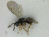  (Seladerma tarsale - ZMBN_HymA10)  @11 [ ] CreativeCommons - Attribution Non-Commercial Share-Alike (2019) University of Bergen Natural History Collections