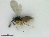  ( - ZMBN_HymA18)  @11 [ ] CreativeCommons - Attribution Non-Commercial Share-Alike (2019) University of Bergen Natural History Collections