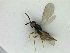  ( - ZMBN_HymA19)  @11 [ ] CreativeCommons - Attribution Non-Commercial Share-Alike (2019) University of Bergen Natural History Collections