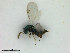  (Psilonotus hortensia - ZMBN_HymA21)  @11 [ ] CreativeCommons - Attribution Non-Commercial Share-Alike (2019) University of Bergen Natural History Collections