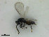  ( - ZMBN_HymA37)  @11 [ ] CreativeCommons - Attribution Non-Commercial Share-Alike (2019) University of Bergen Natural History Collections