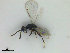  ( - ZMBN_HymA38)  @11 [ ] CreativeCommons - Attribution Non-Commercial Share-Alike (2019) University of Bergen Natural History Collections
