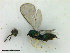  ( - ZMBN_HymA41)  @11 [ ] CreativeCommons - Attribution Non-Commercial Share-Alike (2019) University of Bergen Natural History Collections