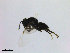  ( - ZMBN_HymA48)  @11 [ ] CreativeCommons - Attribution Non-Commercial Share-Alike (2019) University of Bergen Natural History Collections
