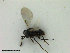  (Copidosoma sosares - ZMBN_HymA49)  @11 [ ] CreativeCommons - Attribution Non-Commercial Share-Alike (2019) University of Bergen Natural History Collections