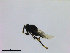  ( - ZMBN_HymA50)  @11 [ ] CreativeCommons - Attribution Non-Commercial Share-Alike (2019) University of Bergen Natural History Collections