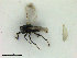  ( - ZMBN_HymA51)  @11 [ ] CreativeCommons - Attribution Non-Commercial Share-Alike (2019) University of Bergen Natural History Collections