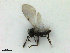  ( - ZMBN_HymA52)  @11 [ ] CreativeCommons - Attribution Non-Commercial Share-Alike (2019) University of Bergen Natural History Collections