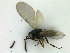  (Copidosoma chalconotum - ZMBN_HymA54)  @11 [ ] CreativeCommons - Attribution Non-Commercial Share-Alike (2019) University of Bergen Natural History Collections