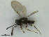 (Aphelinus chaonia - ZMBN_HymA56)  @11 [ ] CreativeCommons - Attribution Non-Commercial Share-Alike (2019) University of Bergen Natural History Collections