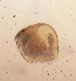  ( - HE-538.1)  @12 [ ] Copyright (2012) Unspecified Unspecified