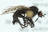  (Rhamphomyia hirtula - zmuc00023206)  @13 [ ] CreativeCommons - Attribution Non-Commercial (2012) Marko Mutanen University of Oulu