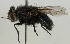  (Calliphora uralensis - zmuc00023336)  @14 [ ] CreativeCommons - Attribution Non-Commercial (2012) Marko Mutanen University of Oulu