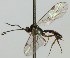  (Plectiscidea bistriata - zmuc00023533)  @13 [ ] CreativeCommons - Attribution Non-Commercial (2012) Marko Mutanen University of Oulu