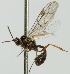  (Plectiscidea arctica - zmuc00023536)  @11 [ ] CreativeCommons - Attribution Non-Commercial (2012) Marko Mutanen University of Oulu