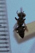  (Tachysphex imperfectus - SNSF-Eg-152)  @11 [ ] Unspecified (default): All Rights Reserved  Samy M Zalat Nature & Science Foundation