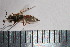  (Tachysphex osiris - SNSF-Eg-167)  @11 [ ] Unspecified (default): All Rights Reserved  Samy M Zalat Nature & Science Foundation