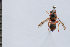  (Euodynerus variegatus - SNSF-Eg-041)  @11 [ ] Unspecified (default): All Rights Reserved  Samy M Zalat Nature & Science Foundation