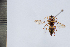  (Euodynerus f. familiaris - SNSF-Eg-050)  @11 [ ] Unspecified (default): All Rights Reserved  Samy M Zalat Nature & Science Foundation