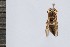  (Euodynerus familiaris - SNSF-Eg-052)  @11 [ ] Unspecified (default): All Rights Reserved  Samy M Zalat Nature & Science Foundation