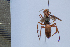  (Pompilus rutilus - SNSF-Eg-091)  @11 [ ] Unspecified (default): All Rights Reserved  Samy M Zalat Nature & Science Foundation