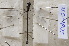  ( - ZOdon088)  @11 [ ] CreativeCommons  Attribution Non-Commercial Share-Alike (2023) Michaela Sonnleitner NHM Vienna