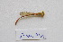  ( - ZOdon094)  @11 [ ] CreativeCommons  Attribution Non-Commercial Share-Alike (2023) Michaela Sonnleitner NHM Vienna