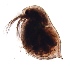  ( - ZPD1.2)  @12 [ ] Copyright (2015) PHCDBS Paul Hebert Center for DNA Barcoding and Biodiversity Studies