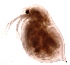  ( - ZPD1.2)  @12 [ ] Copyright (2015) PHCDBS Paul Hebert Center for DNA Barcoding and Biodiversity Studies