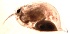  (Daphnia sp - ZPD1)  @12 [ ] Copyright (2015) PHCDBS Paul Hebert Center for DNA Barcoding and Biodiversity Studies