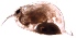  ( - ZPD1.2)  @12 [ ] Copyright (2015) PHCDBS Paul Hebert Center for DNA Barcoding and Biodiversity Studies