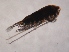  (Heliodiaptomus - ZPJW28)  @11 [ ] Copyright (2015) PHCDBS PAUL HEBERT CENTRE FOR DNA BARCODING AND BIODIVERSITY STUDIES