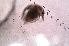 ( - ZPJW29)  @11 [ ] Copyright (2016) PHCDBS PAUL HEBERT CENTRE FOR DNA BARCODING AND BIODIVERSITY STUDIES