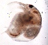  ( - ZPJW30)  @11 [ ] Copyright (2015) PHCDBS PAUL HEBERT CENTRE FOR DNA BARCODING AND BIODIVERSITY STUDIES