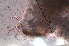  ( - ZPJW30)  @11 [ ] Copyright (2015) PHCDBS PAUL HEBERT CENTRE FOR DNA BARCODING AND BIODIVERSITY STUDIES