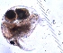  ( - ZPJW31)  @11 [ ] Copyright (2015) PHCDBS PAUL HEBERT CENTRE FOR DNA BARCODING AND BIODIVERSITY STUDIES