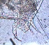  ( - ZPJW31)  @11 [ ] Copyright (2015) PHCDBS PAUL HEBERT CENTRE FOR DNA BARCODING AND BIODIVERSITY STUDIES