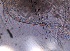  ( - ZPJW31)  @11 [ ] Copyright (2015) PHCDBS PAUL HEBERT CENTRE FOR DNA BARCODING AND BIODIVERSITY STUDIES