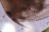  ( - ZPJW33)  @11 [ ] Copyright (2015) PHCDBS PAUL HEBERT CENTRE FOR DNA BARCODING AND BIODIVERSITY STUDIES