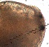  ( - ZPJW36)  @11 [ ] Copyright (2015) PHCDBS PAUL HEBERT CENTRE FOR DNA BARCODING AND BIODIVERSITY STUDIES