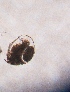  ( - ZPPS1)  @11 [ ] Copyright (2015) PHCDBS PAUL HEBERT CENTRE FOR DNA BARCODING AND BIODIVERSITY STUDIES