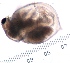  ( - ZPJW38)  @11 [ ] Copyright (2015) PHCDBS PAUL HEBERT CENTRE FOR DNA BARCODING AND BIODIVERSITY STUDIES