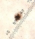  ( - ZPGN21)  @11 [ ] Copyright (2016) PHCDBS PAUL HEBERT CENTRE FOR DNA BARCODING AND BIODIVERSITY STUDIES