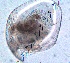  ( - ZPGN21)  @11 [ ] Copyright (2016) PHCDBS PAUL HEBERT CENTRE FOR DNA BARCODING AND BIODIVERSITY STUDIES