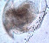  ( - ZPGN21)  @11 [ ] Copyright (2016) PHCDBS PAUL HEBERT CENTRE FOR DNA BARCODING AND BIODIVERSITY STUDIES